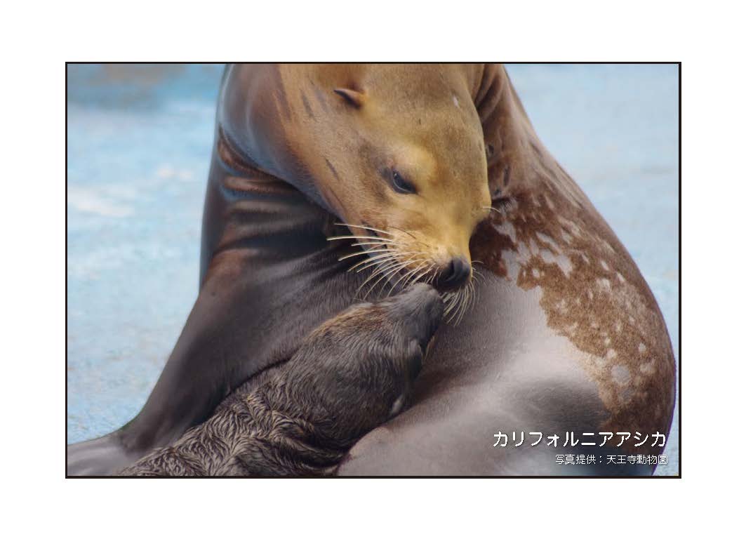 ポストカード②